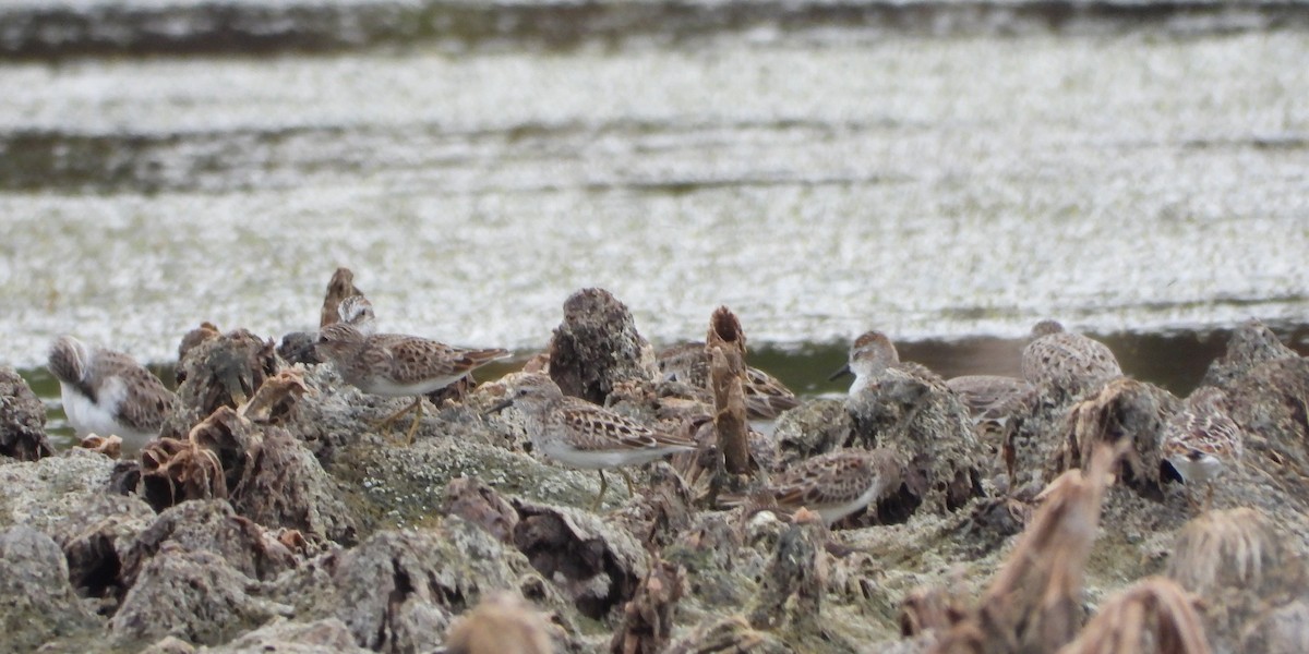 Least Sandpiper - Vickie Amburgey