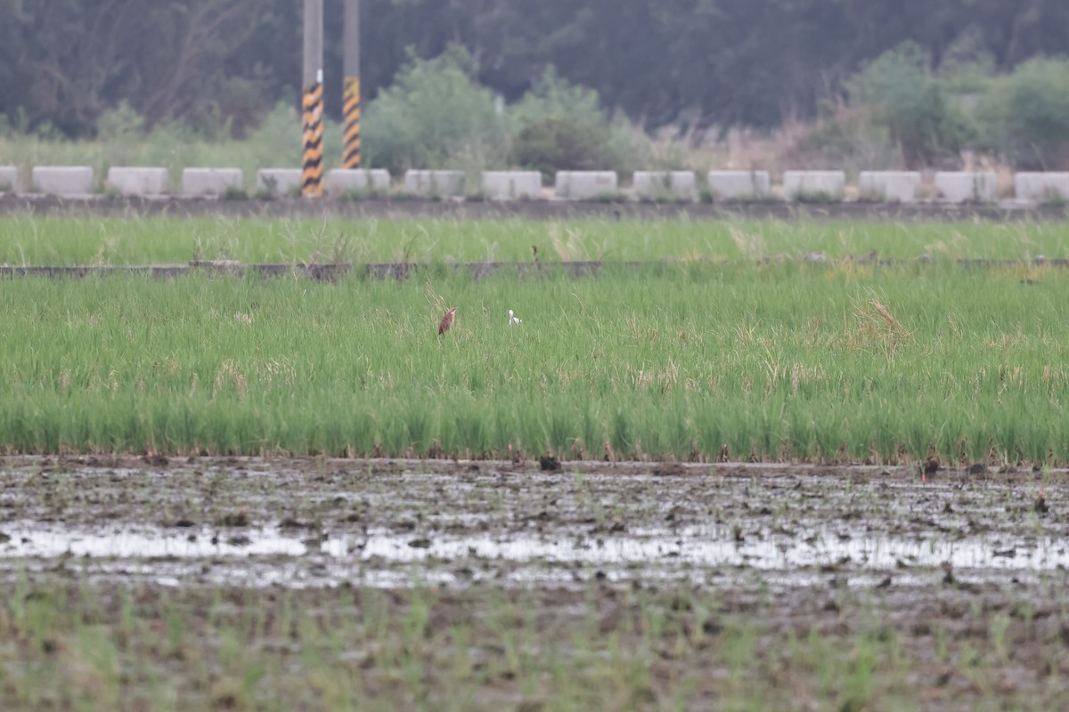 Cinnamon Bittern - HsuehHung Chang