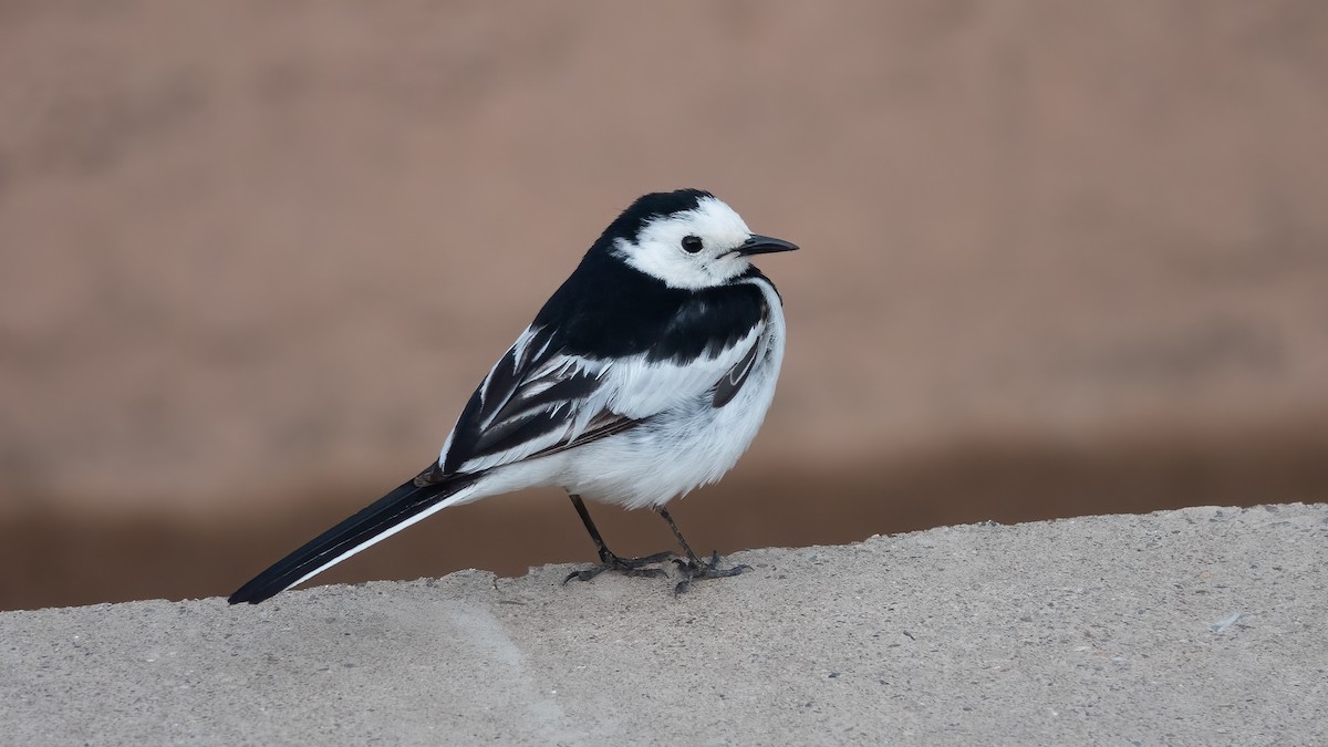White Wagtail - 冰 鸟