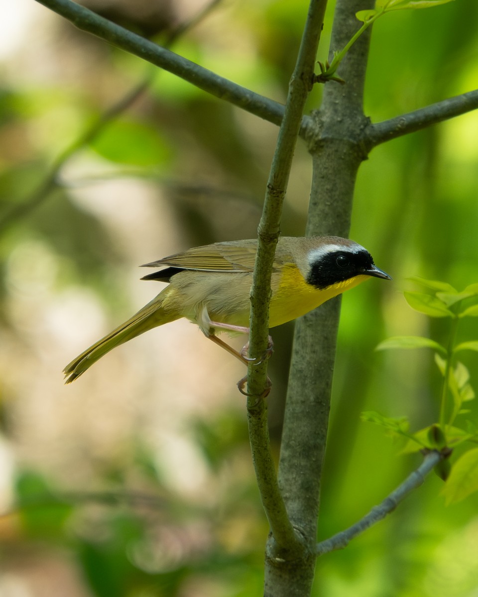 Common Yellowthroat - Martin Mau