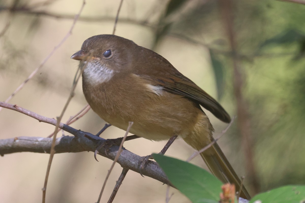 Olive Whistler - GEOFFREY SHINKFIELD