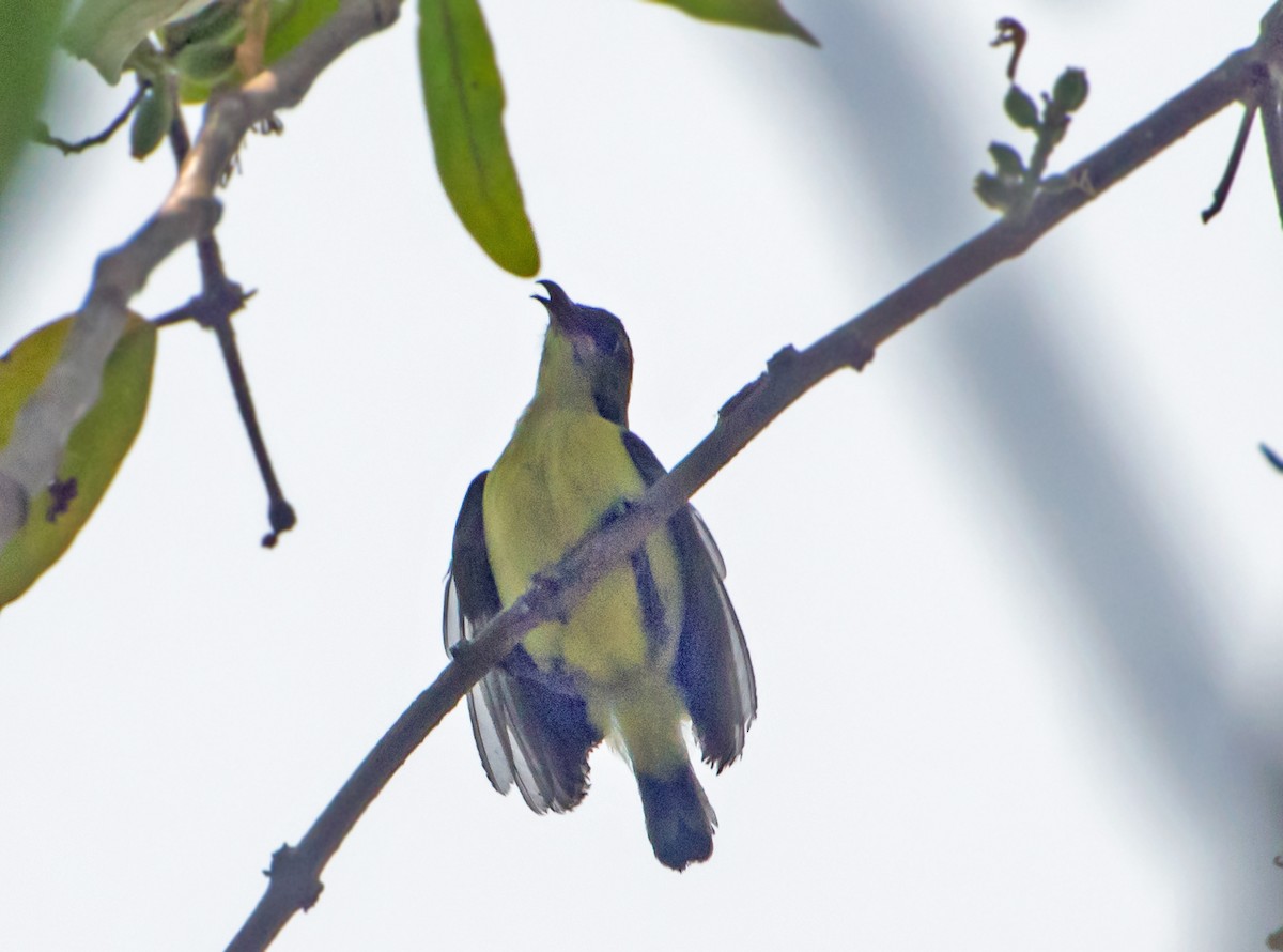 Purple-rumped Sunbird - chandana roy