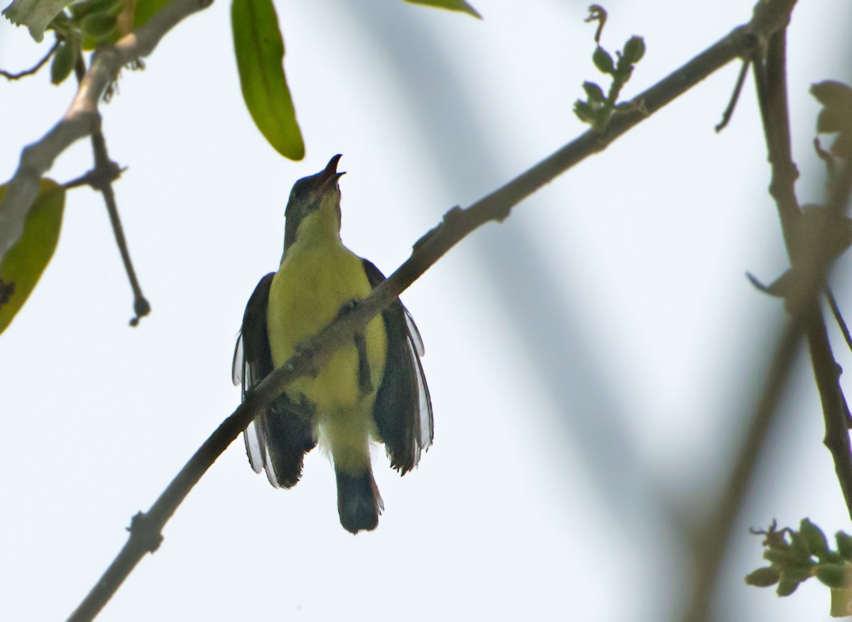 Purple-rumped Sunbird - chandana roy