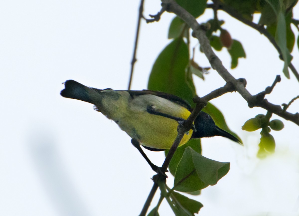 Purple-rumped Sunbird - chandana roy