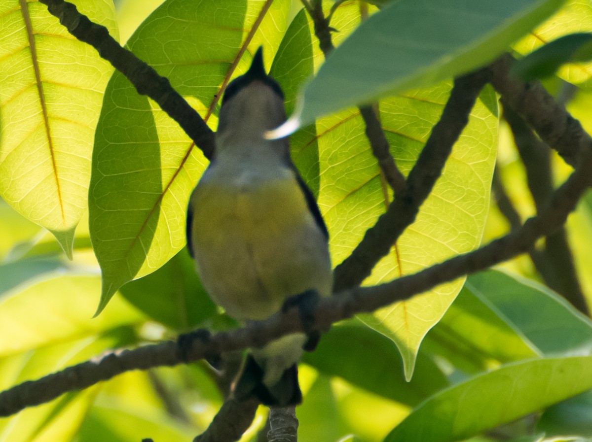 Purple-rumped Sunbird - chandana roy