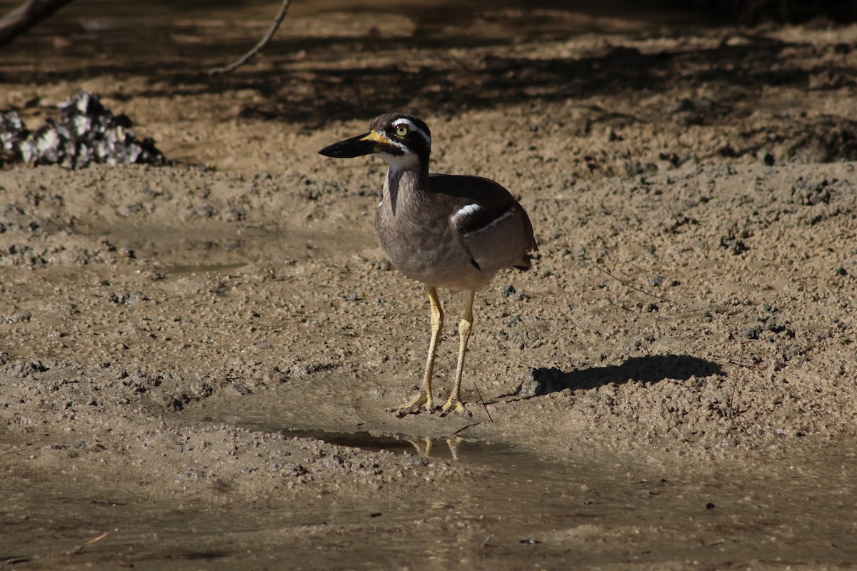 Beach Thick-knee - Shane Jasiak