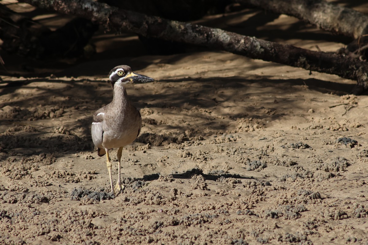 Beach Thick-knee - Shane Jasiak