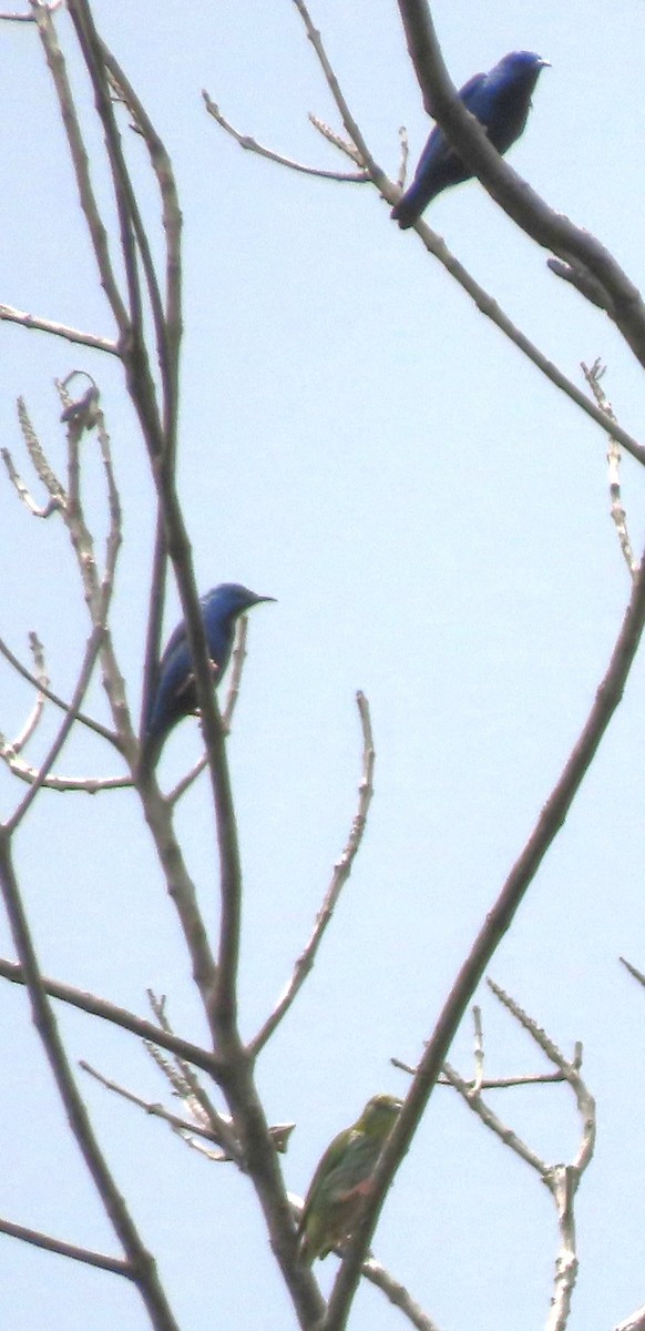 Short-billed Honeycreeper - ML619120450