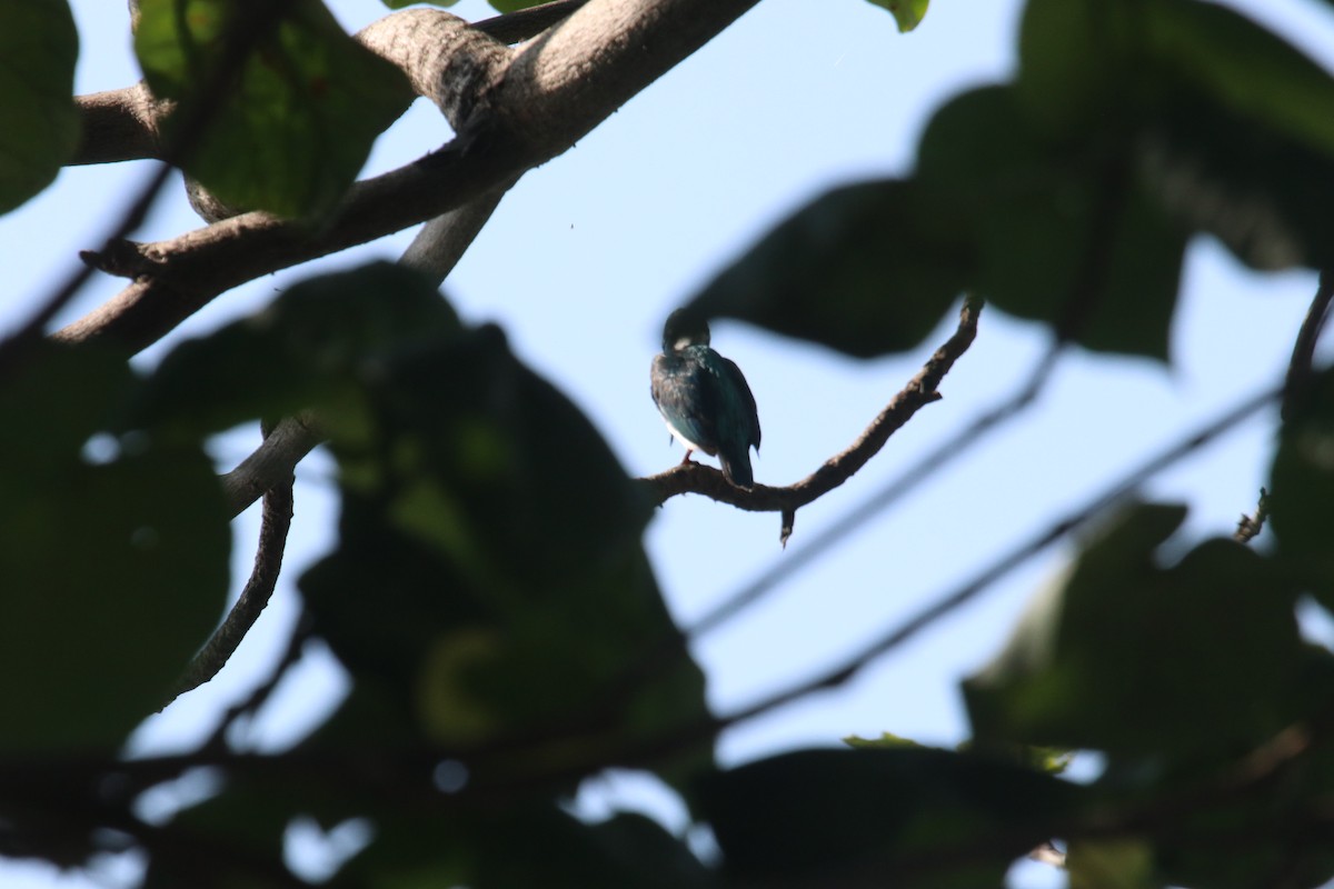 Small Blue Kingfisher - ML619120454