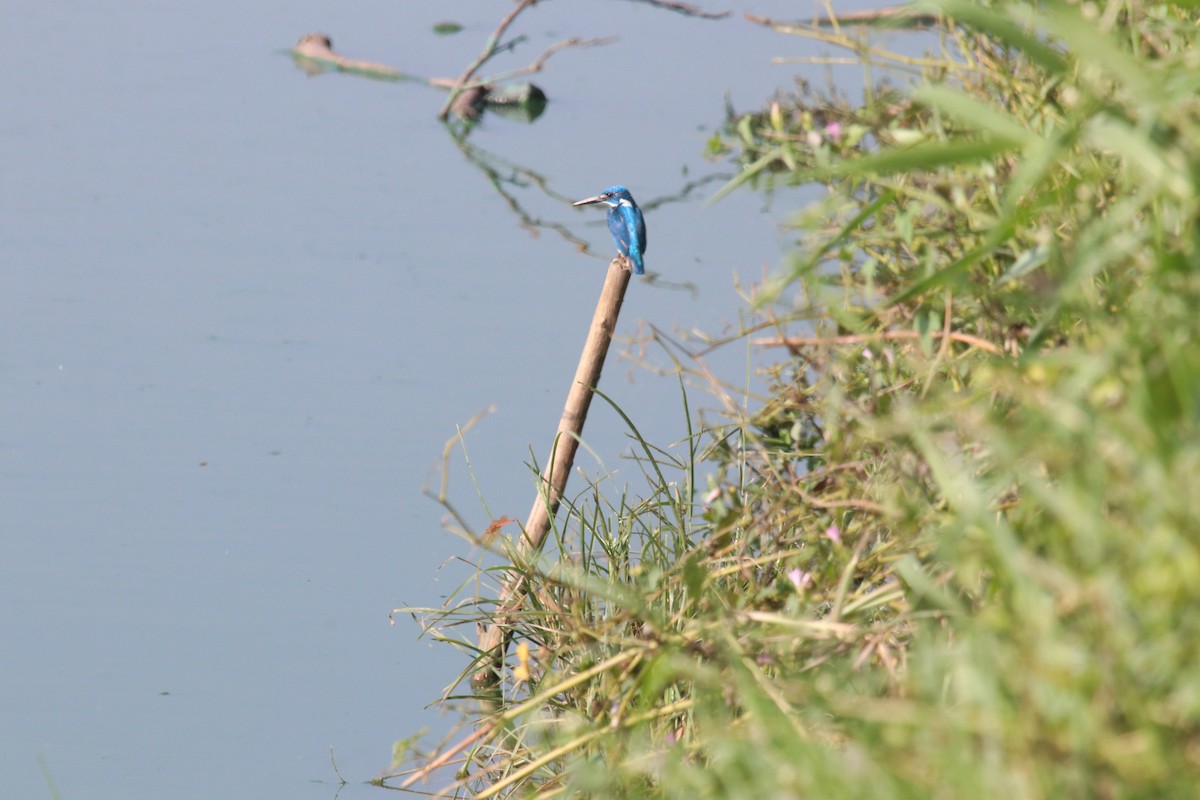 Small Blue Kingfisher - Siti Sutedjo