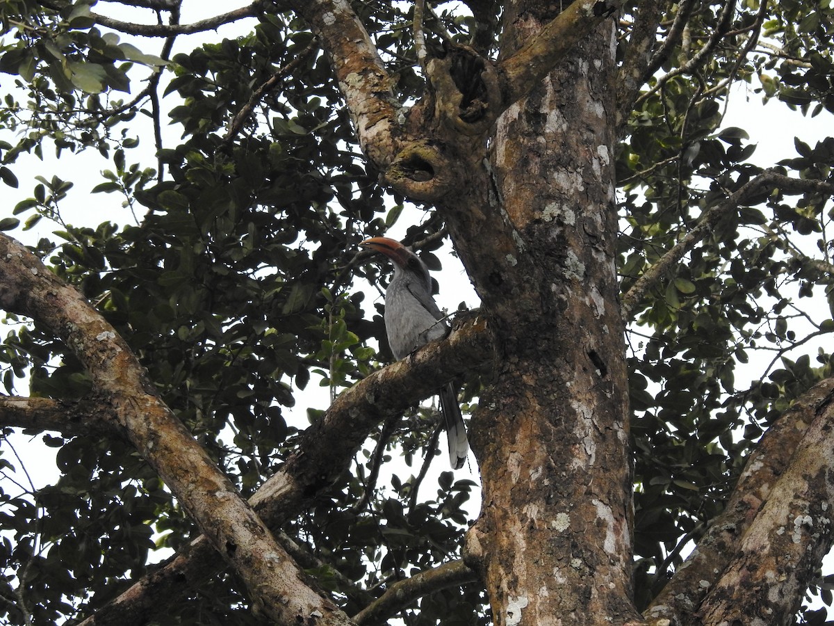 Malabar Gray Hornbill - Nidhi Thanki