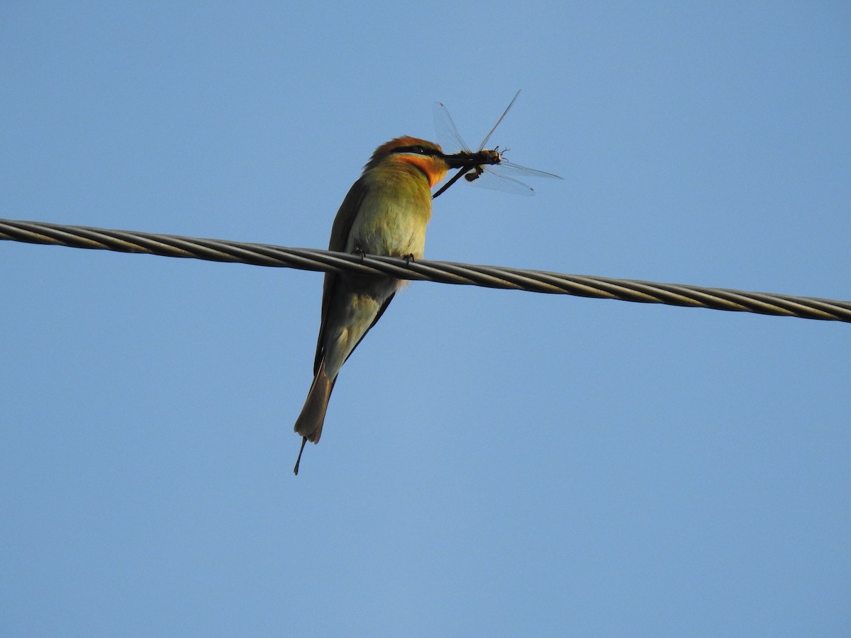 Rainbow Bee-eater - Monica Mesch