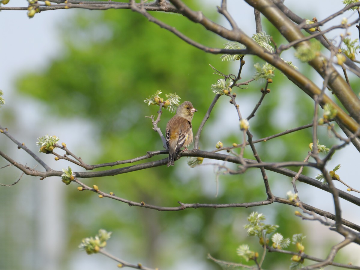 Oriental Greenfinch - としふみ しみず