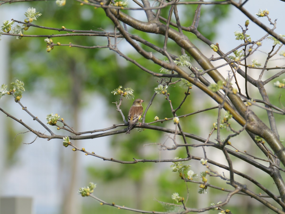 Oriental Greenfinch - としふみ しみず