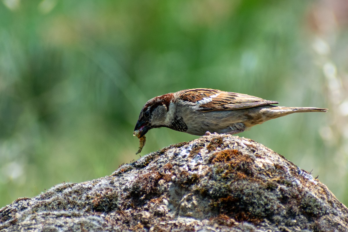 House Sparrow - Anıl Berkay Demirbaş
