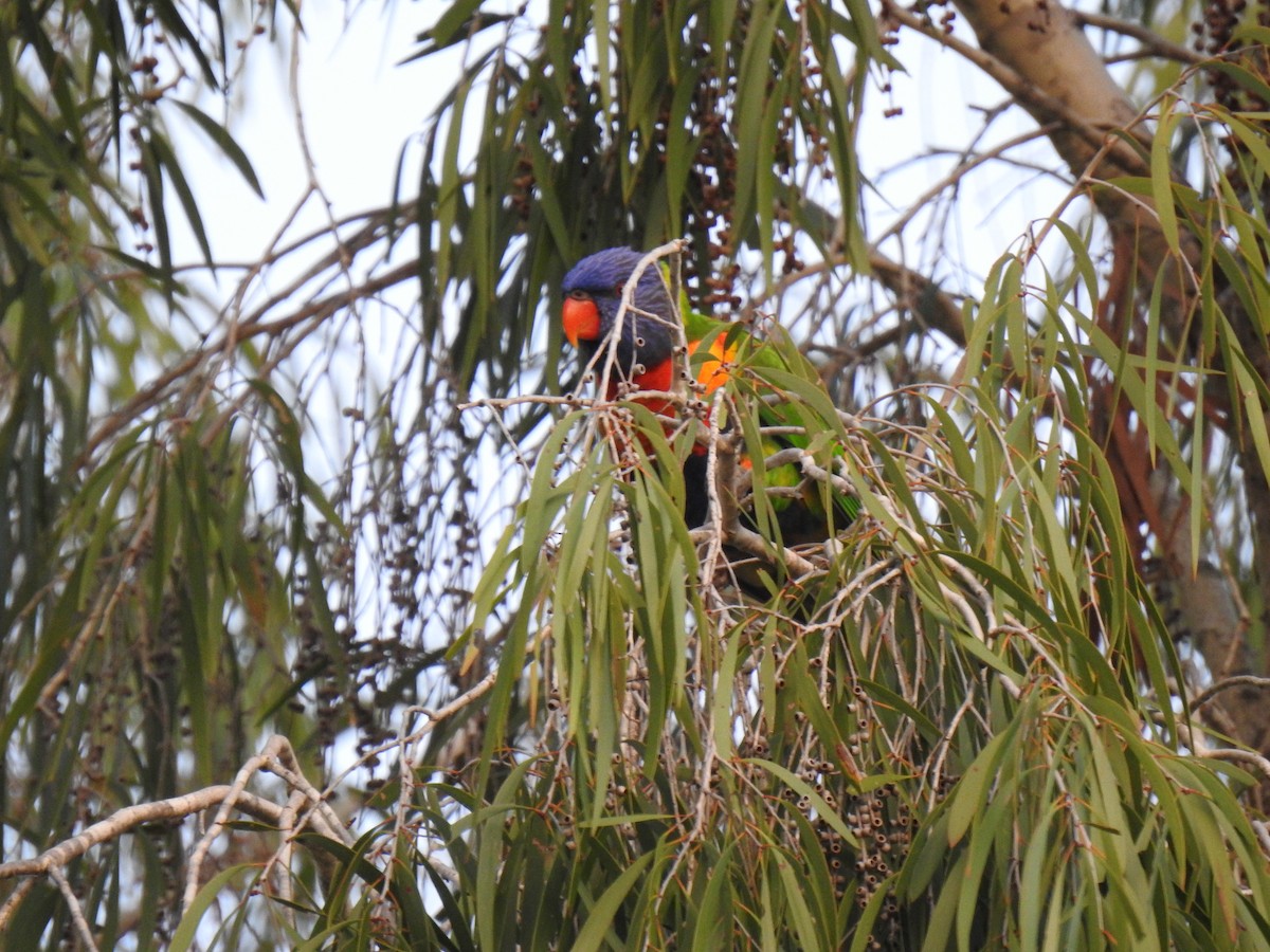 Rainbow Lorikeet - Monica Mesch