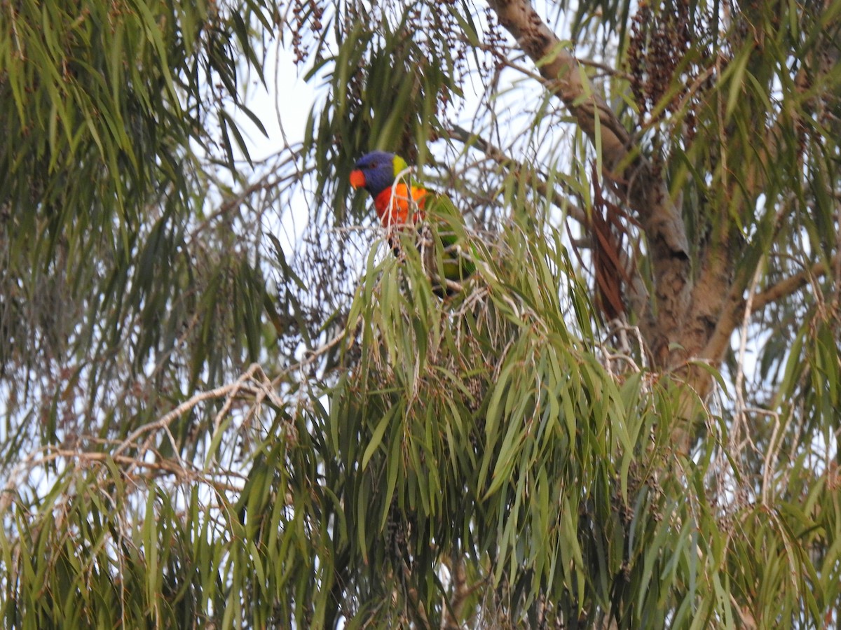 Rainbow Lorikeet - Monica Mesch