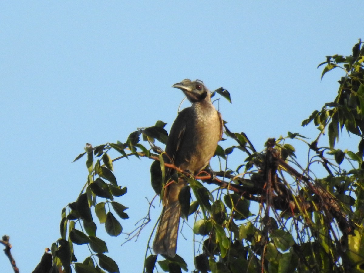 Helmeted Friarbird - Monica Mesch