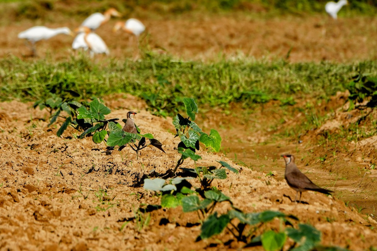 Oriental Pratincole - Haofeng Shih