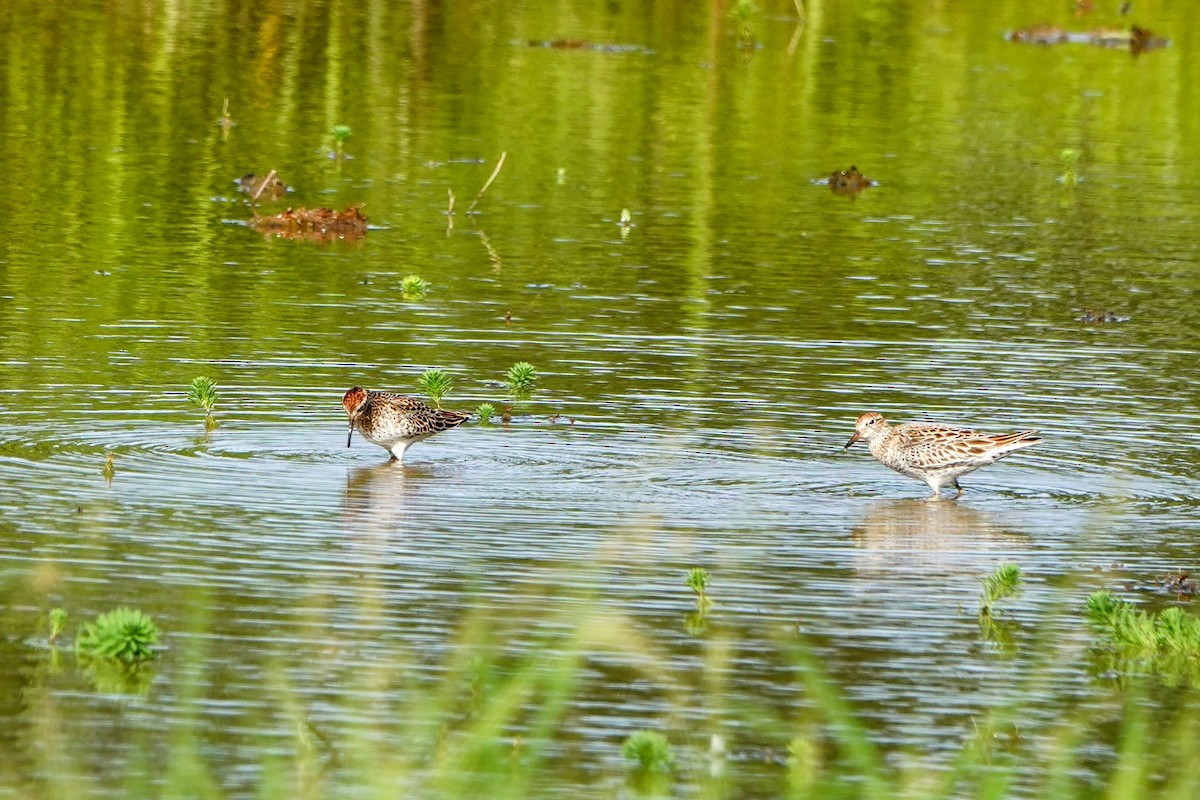 Sharp-tailed Sandpiper - Haofeng Shih