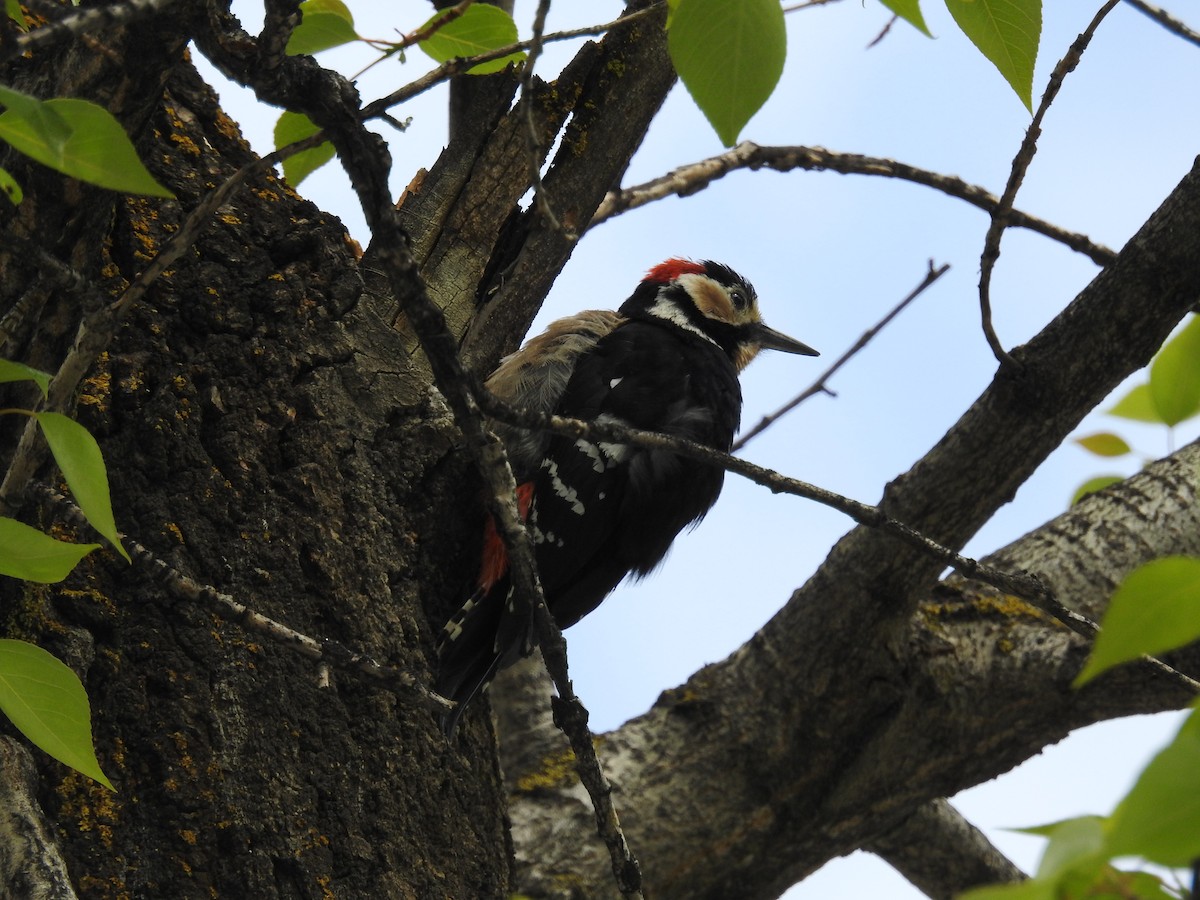 Necklaced Woodpecker - Oliver Tan