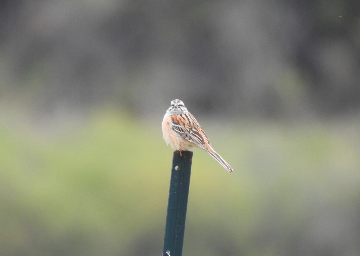 Godlewski's Bunting - Oliver Tan