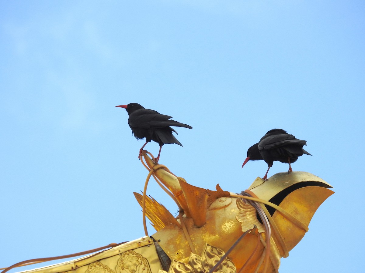 Red-billed Chough (Red-billed) - Oliver Tan