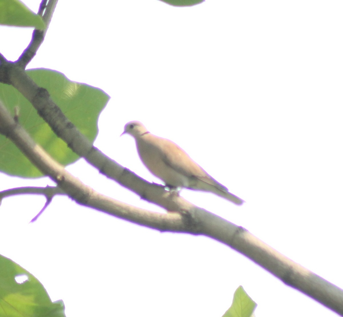 Eurasian Collared-Dove - Madhavi Babtiwale