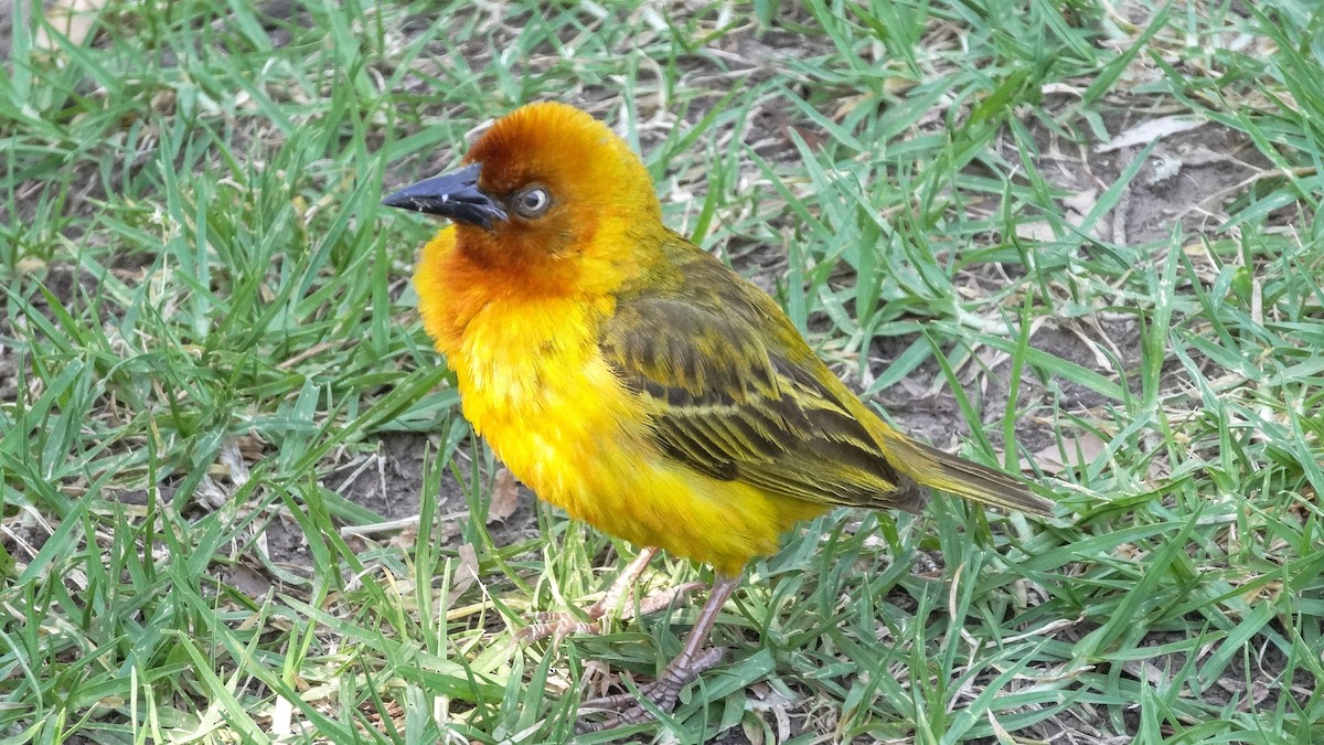 Cape Weaver - Hubert Söhner