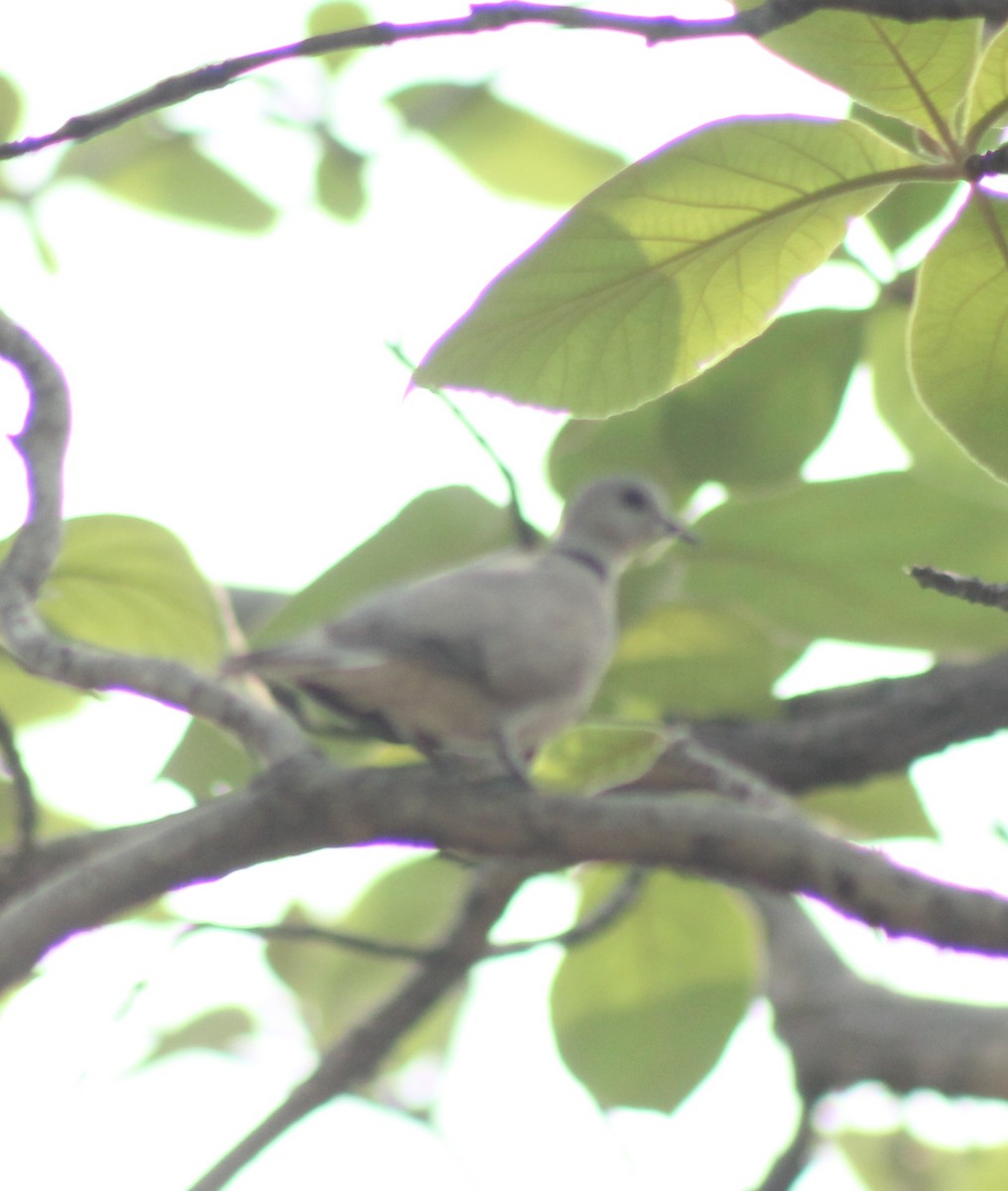 Eurasian Collared-Dove - Madhavi Babtiwale