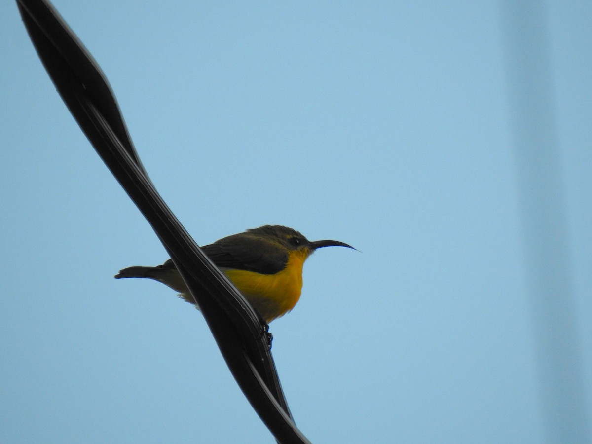 Sahul Sunbird - Monica Mesch