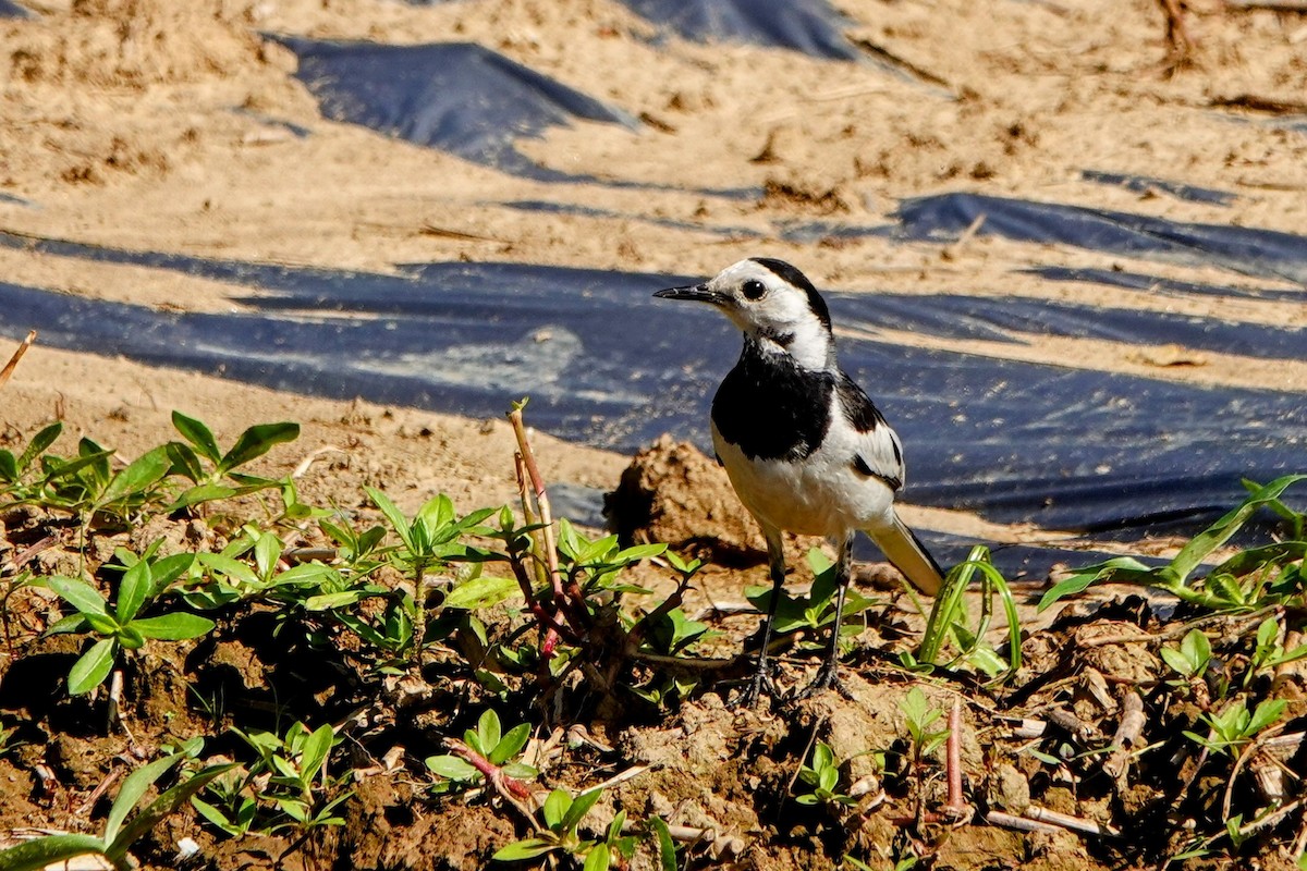 White Wagtail (Chinese) - ML619120548