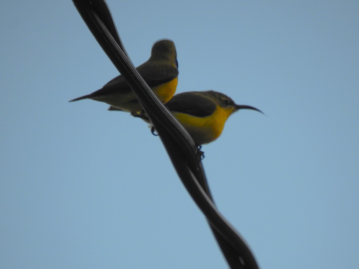 Sahul Sunbird - Monica Mesch