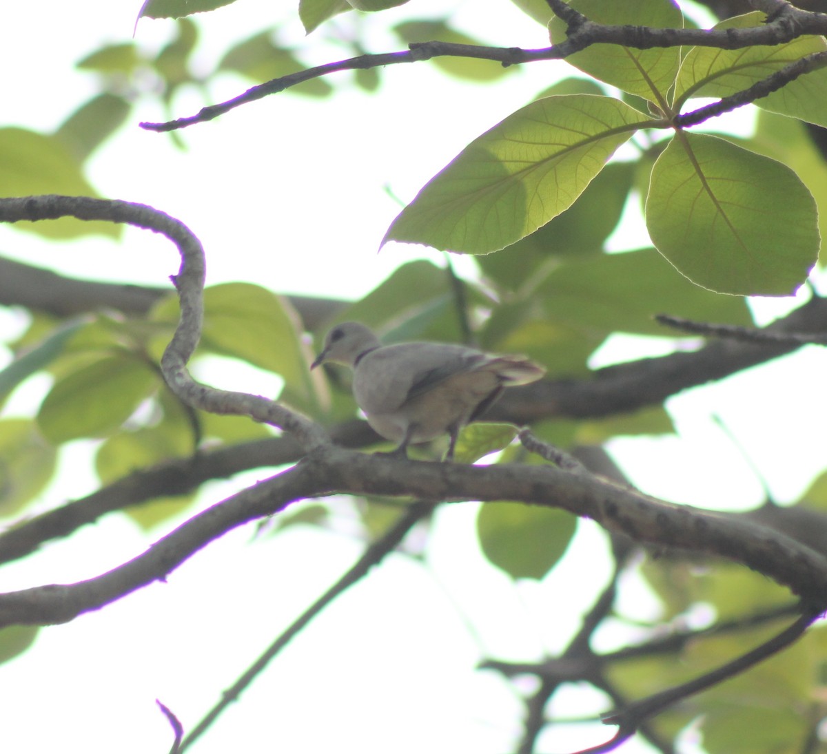 Eurasian Collared-Dove - Madhavi Babtiwale