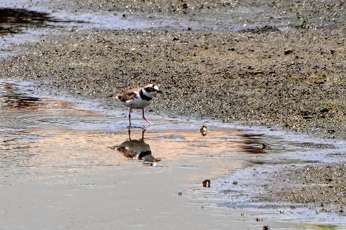 Little Ringed Plover - Haofeng Shih