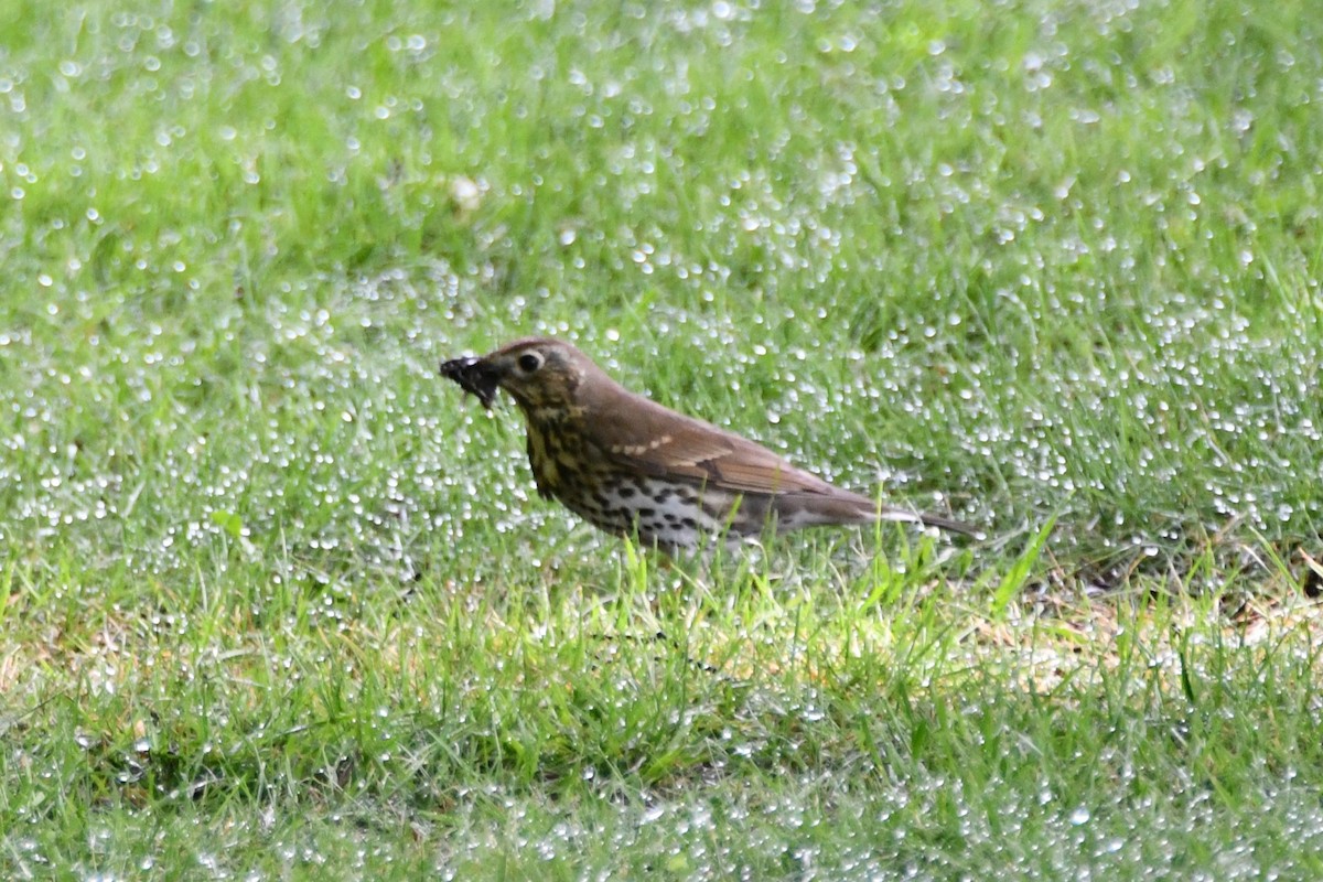 Song Thrush - Michael Louey