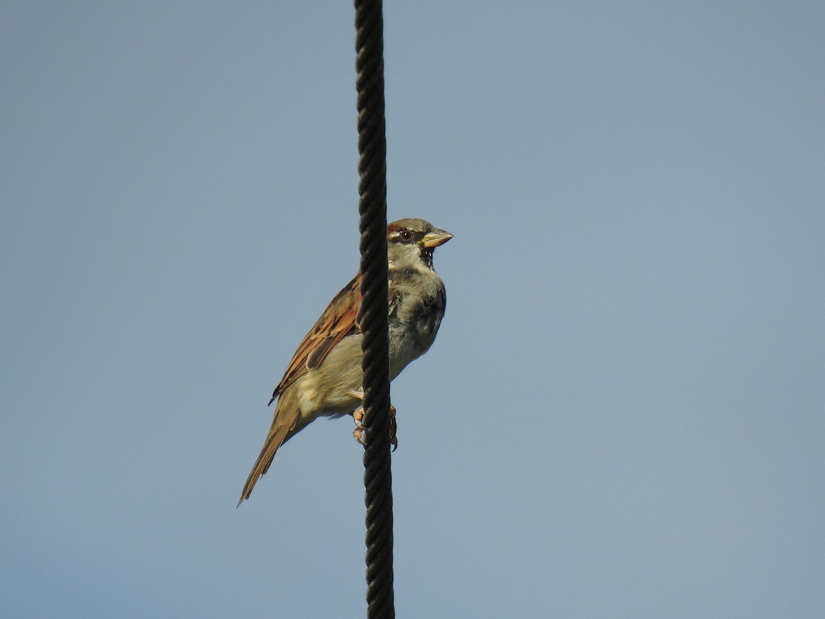 House Sparrow - Monica Mesch