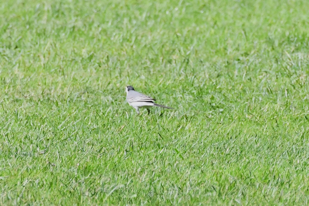 White Wagtail (White-faced) - Michael Louey