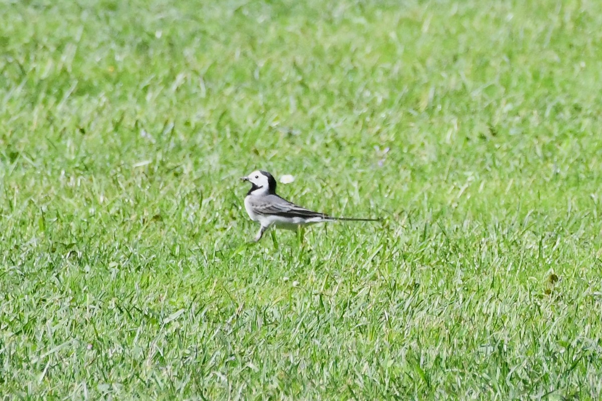 White Wagtail (White-faced) - Michael Louey