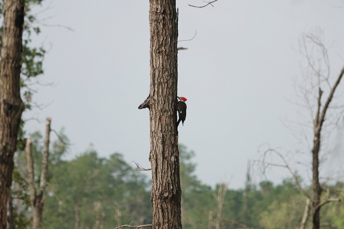Pileated Woodpecker - deborah grimes