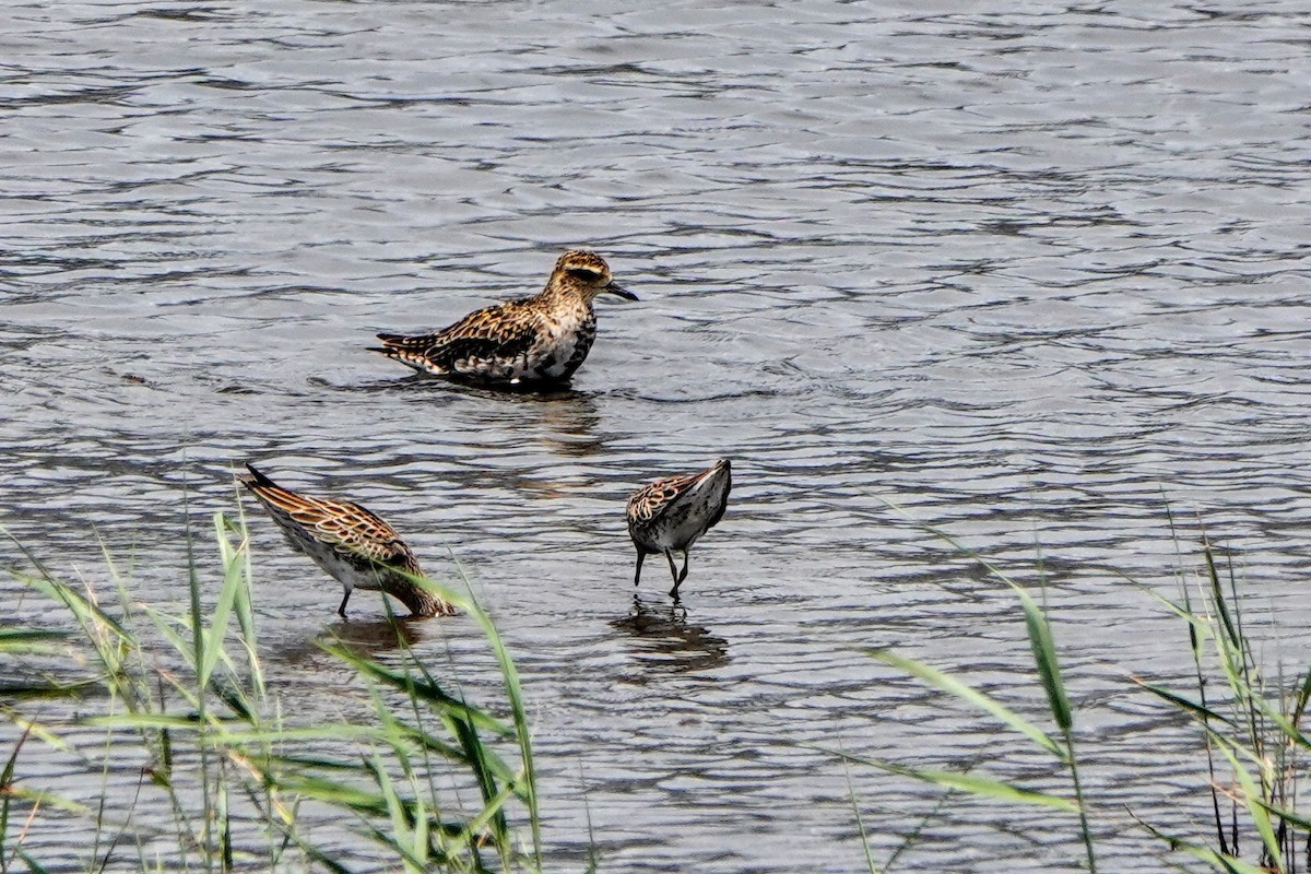 Pacific Golden-Plover - Haofeng Shih