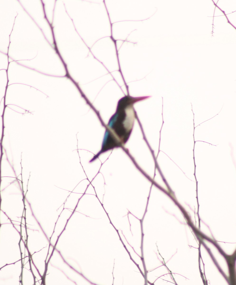 White-throated Kingfisher - Madhavi Babtiwale