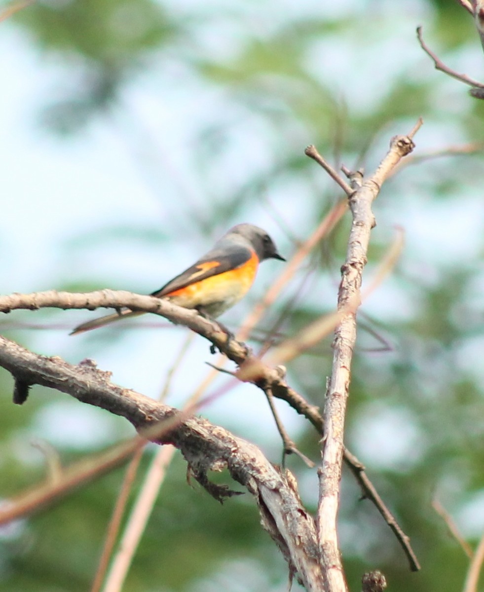 Small Minivet - Madhavi Babtiwale