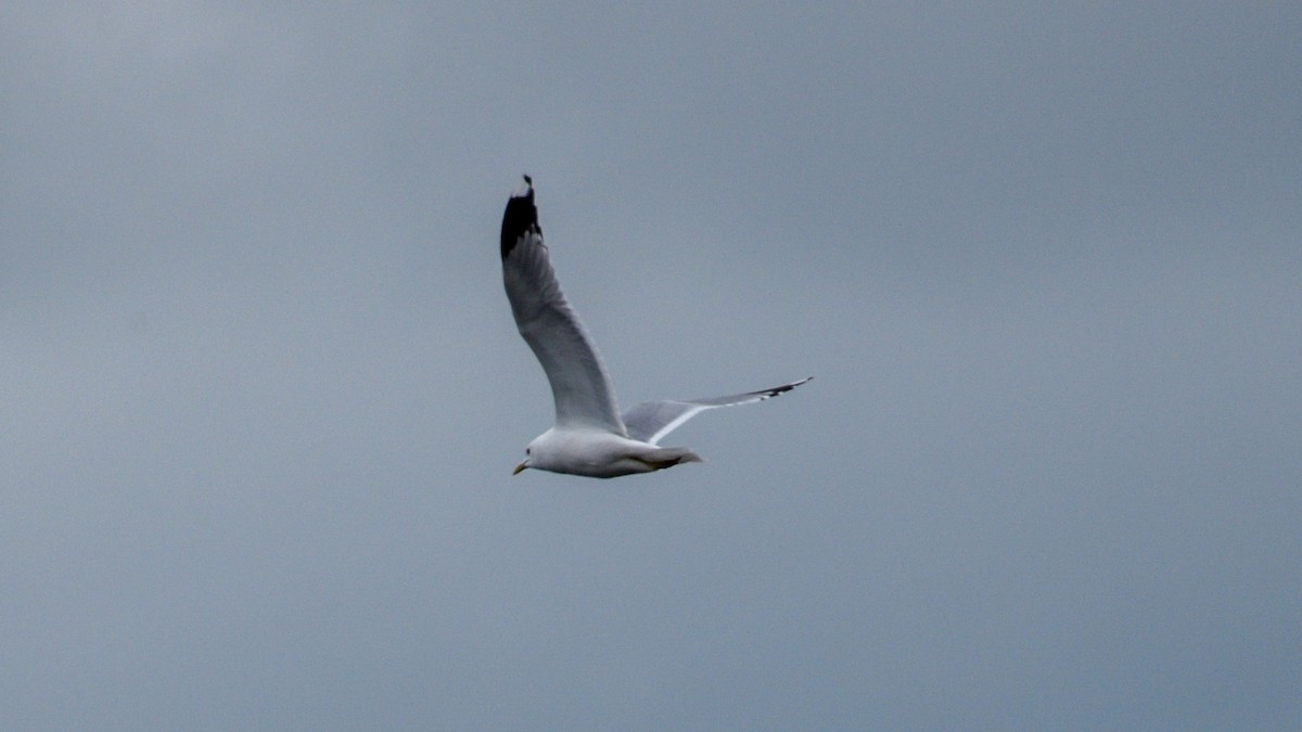 Common Gull - Olga Kozlova