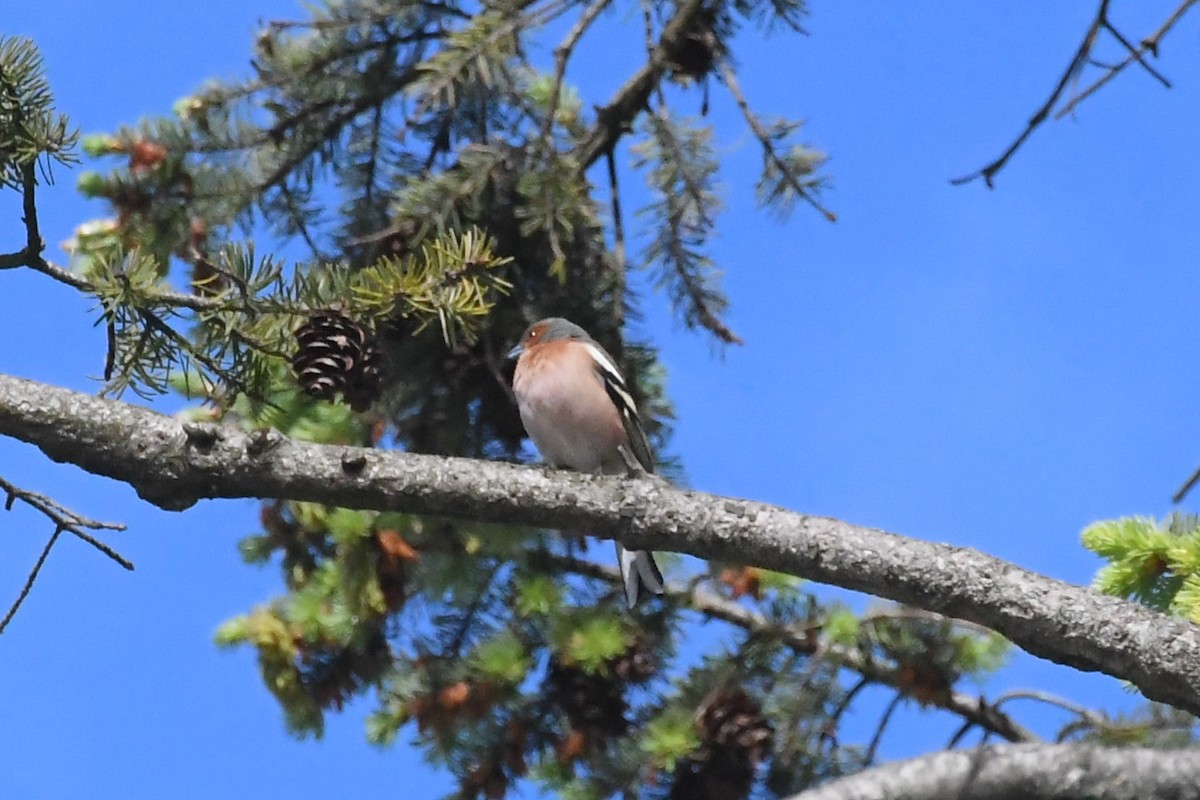 Common Chaffinch - Michael Louey