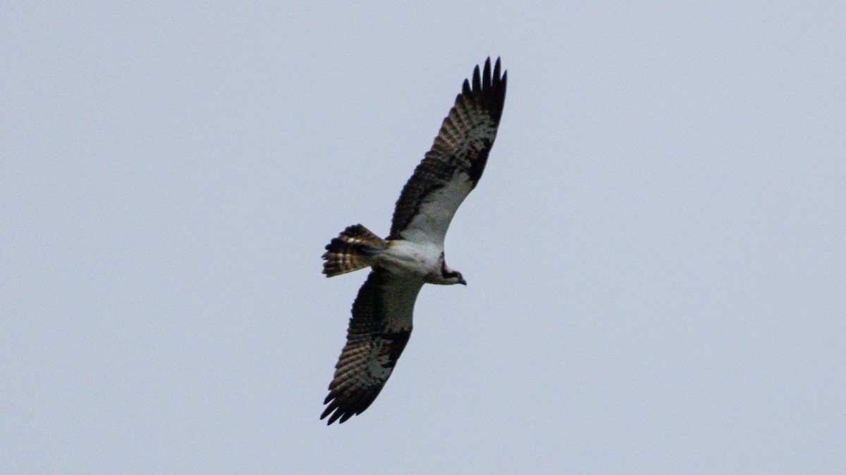 Osprey - Olga Kozlova