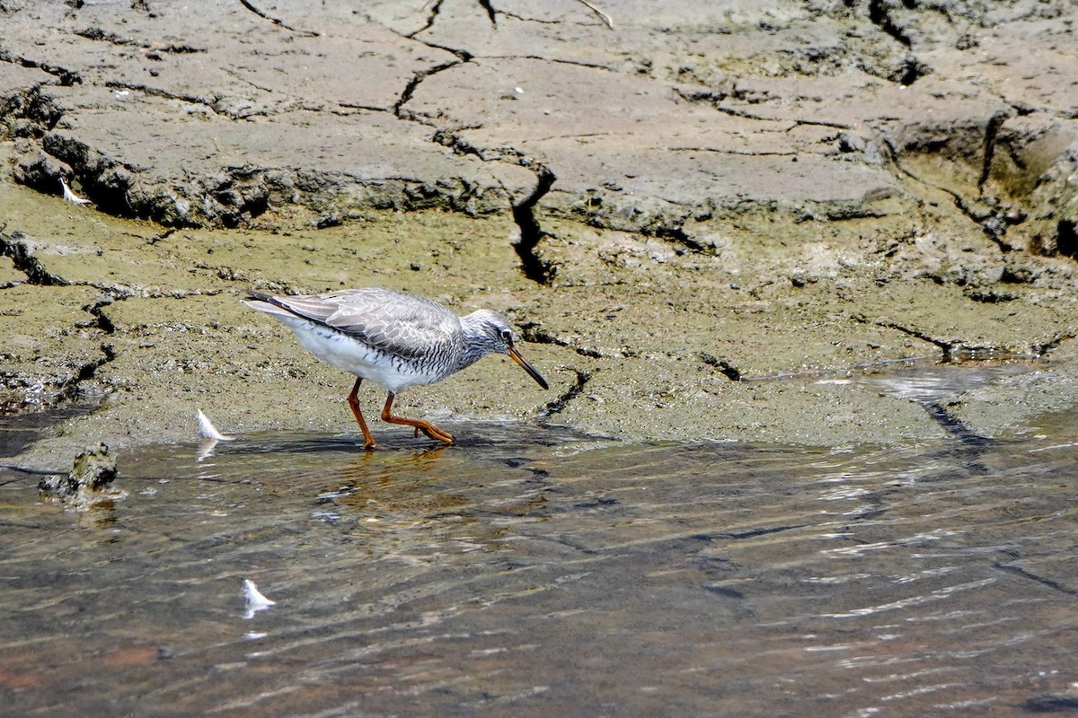 Common Redshank - Haofeng Shih