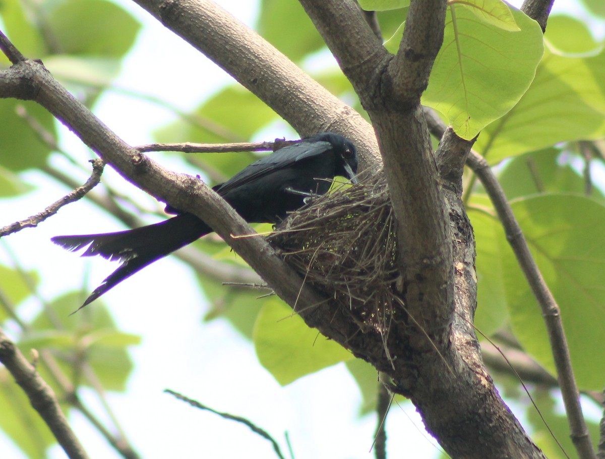 Black Drongo - Madhavi Babtiwale