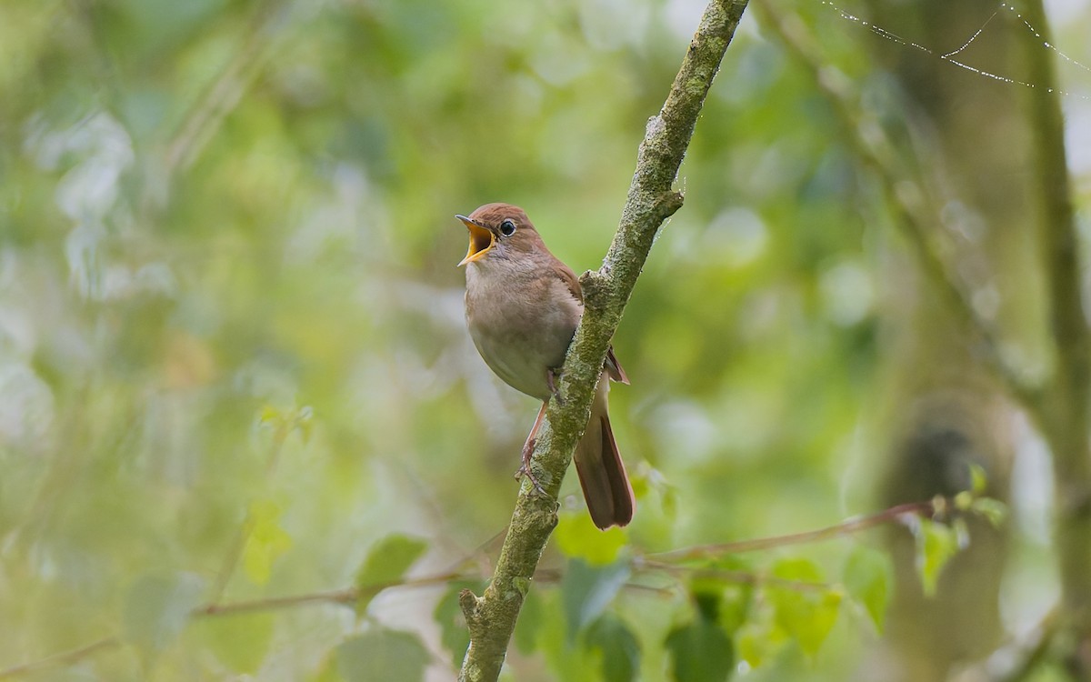 Common Nightingale - Peter Kennerley