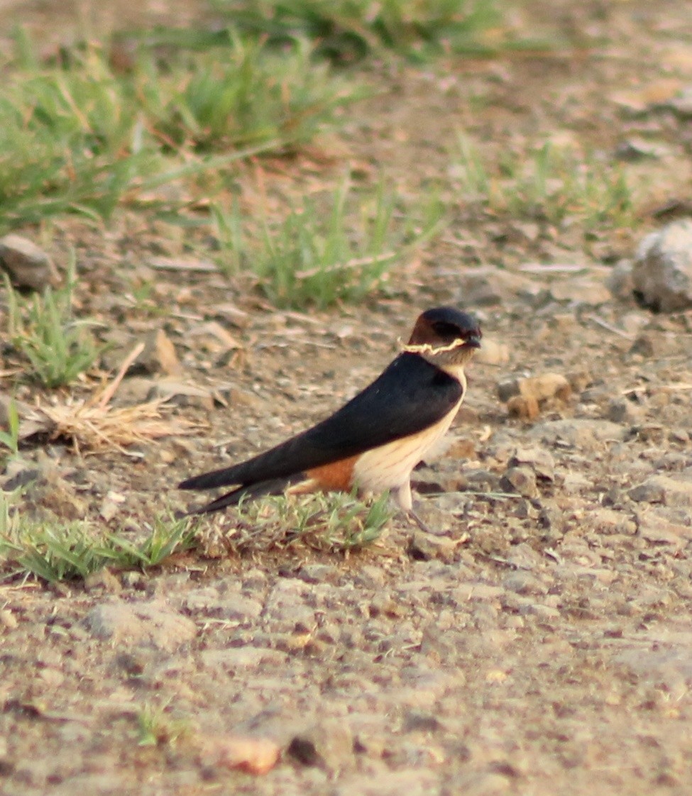 Red-rumped Swallow - Madhavi Babtiwale